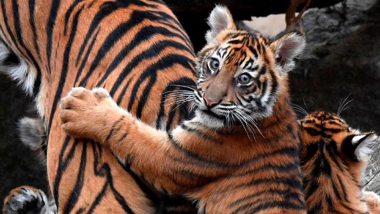  Harimau  Akan Punah dalam Satu Dekade Mendatang