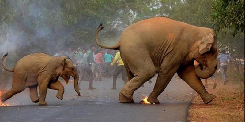 Unduh 101+ Gambar Gajah India Paling Bagus Gratis